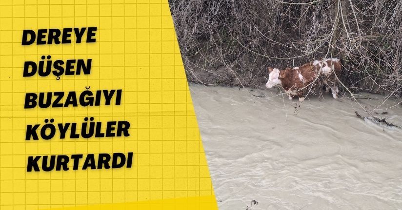 Dereye düşen buzağıyı köylüler kurtardı