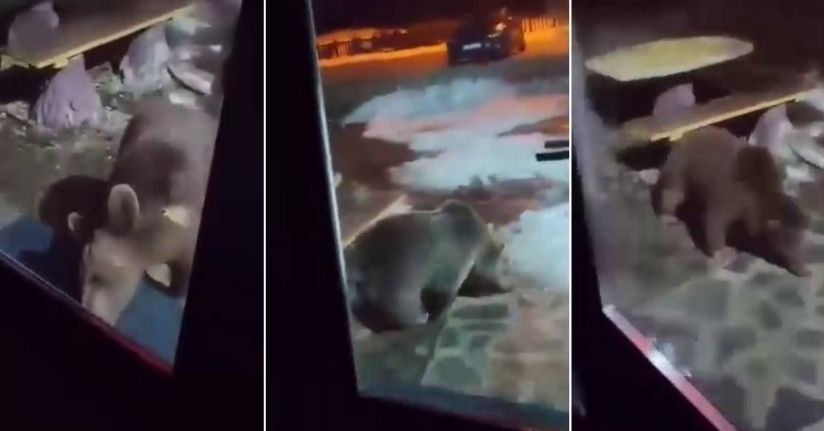 Uludağ’da ayı ailesi kamerada...Ani hareket paniğe neden oldu