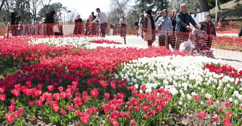 İstanbul'da lale zamanı; tarihi park ve korulara 3 milyon 580 bin lale dikildi