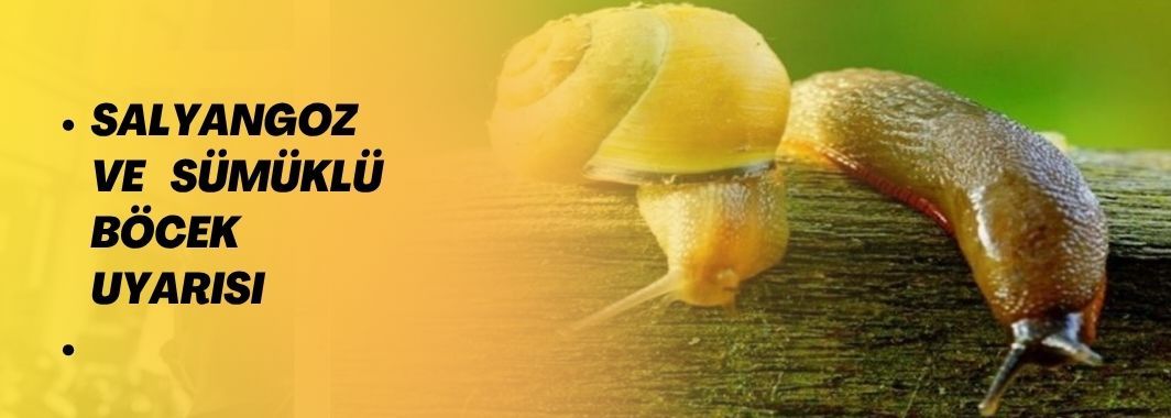 Düzce’de Salyangoz ve Sümüklü Böcek Uyarısı