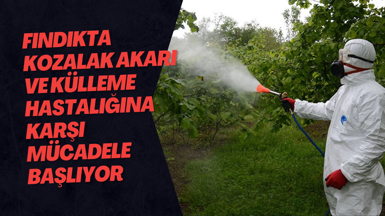 Fındıkta Kozalak Akarı Ve Külleme Hastalığına Karşı Mücadele Başlıyor