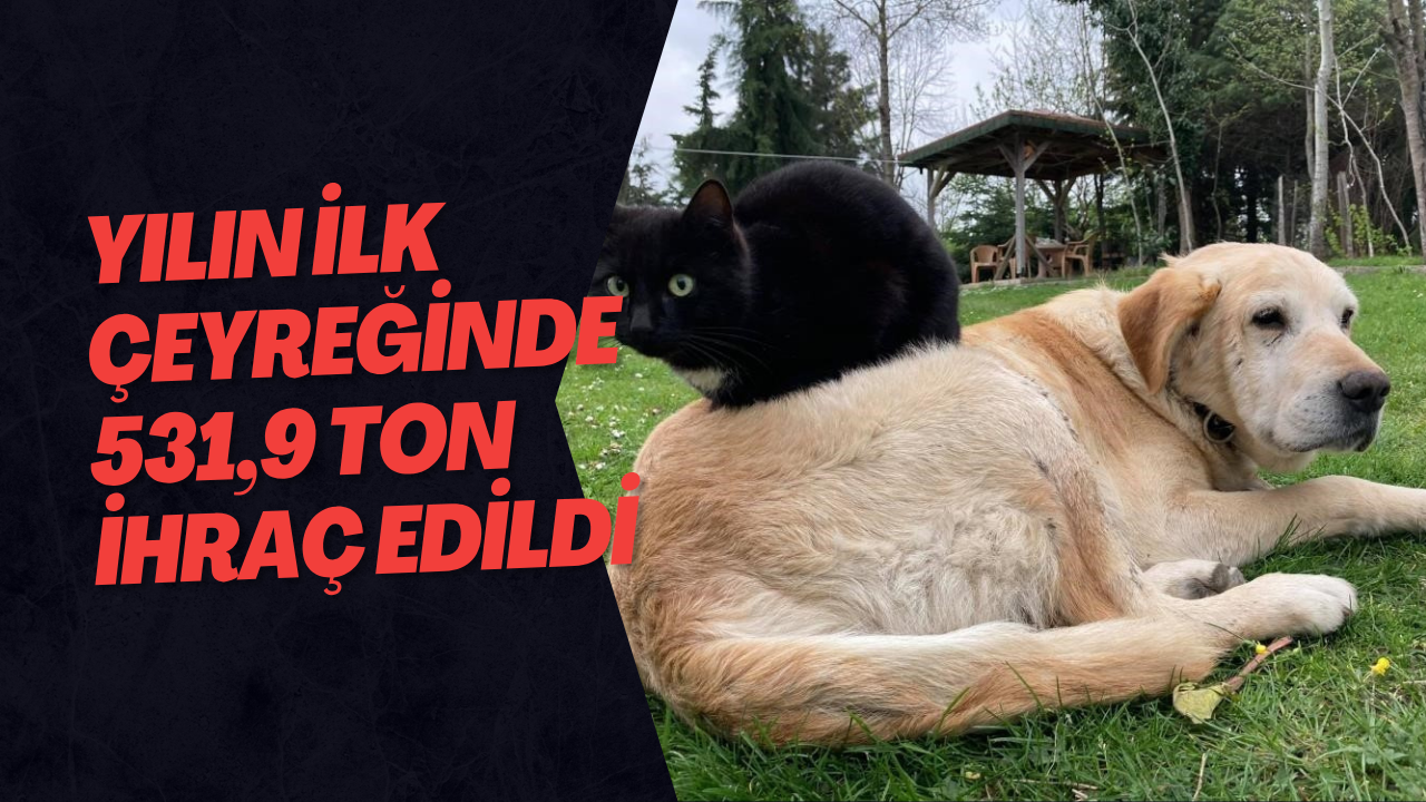 Yılın İlk Çeyreğinde 531,9 Ton İhraç Edildi