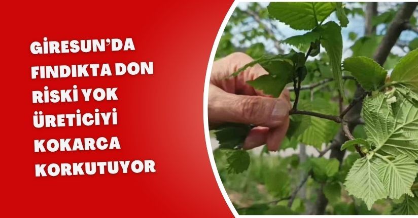 Giresun’da fındıkta don riski yok, üreticiyi kokarca korkutuyor
