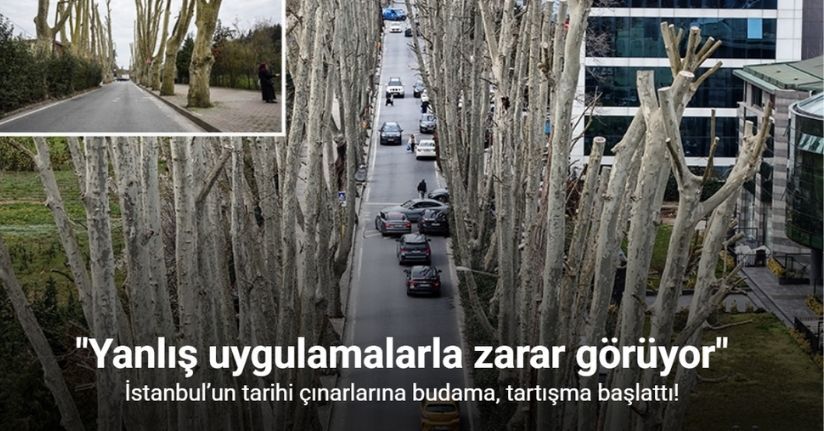 İstanbul’un tarihi çınarlarına budama, tartışma başlattı