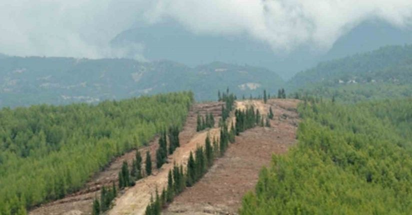 Ormanlarda yeni dönem: Daha dirençli, daha güçlü