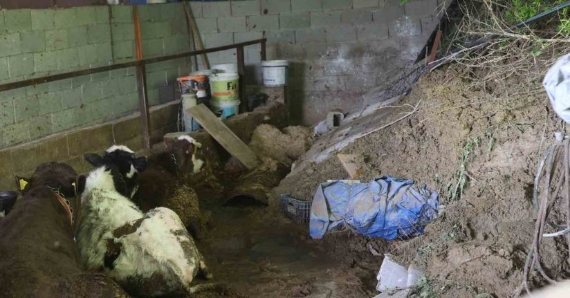 Hatay’da heyelanda önü toprakla dolan ahırda hayvanlar mahsur kaldı