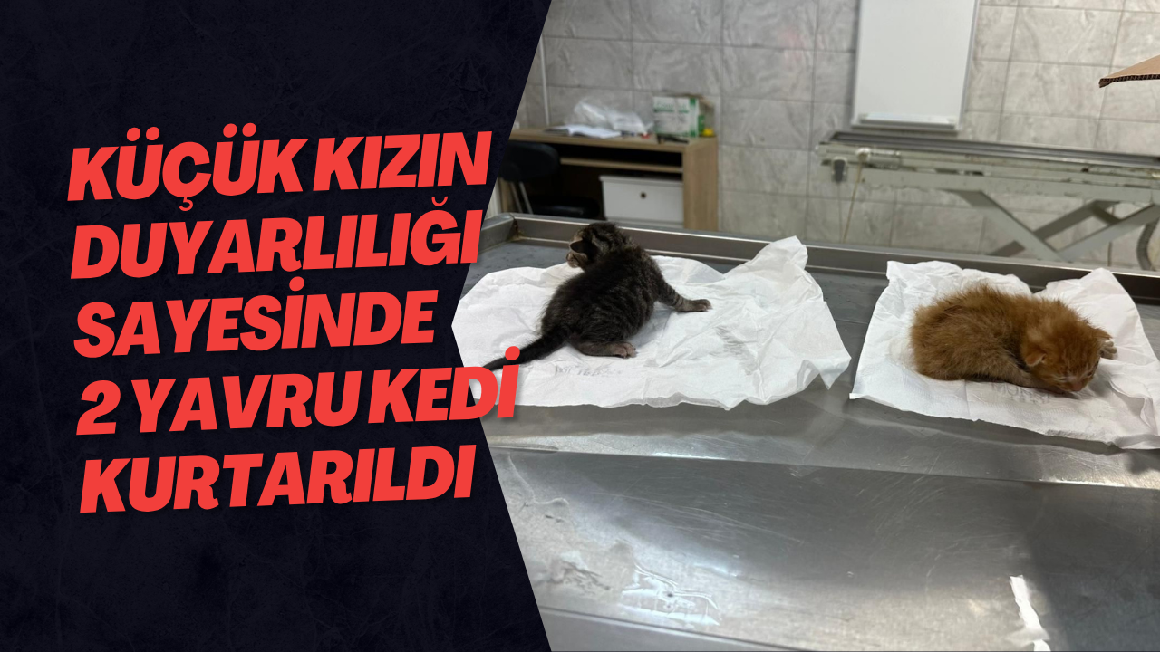 Küçük Kızın Duyarlılığı Sayesinde 2 Yavru Kedi Kurtarıldı