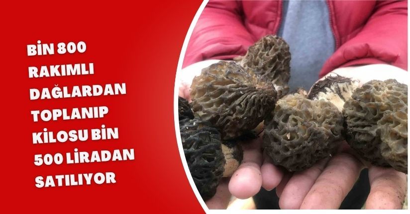Bin 800 rakımlı dağlardan toplanıp kilosu bin 500 liradan satılıyor