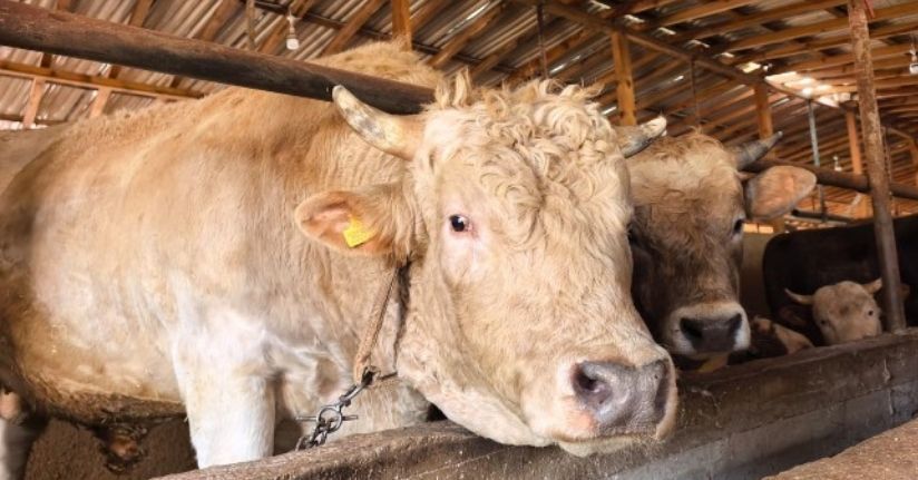 1,1 tonluk kurbanlık boğa ‘Paşa’, 500 bin TL'den satışa çıkarıldı