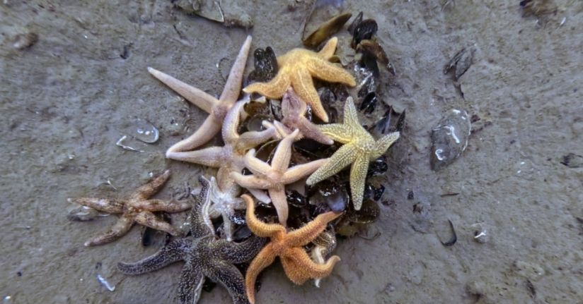 İzmit Körfezi’nden 1,8 milyon metreküp çamur çıkarıldı, deniz canlıları geri döndü