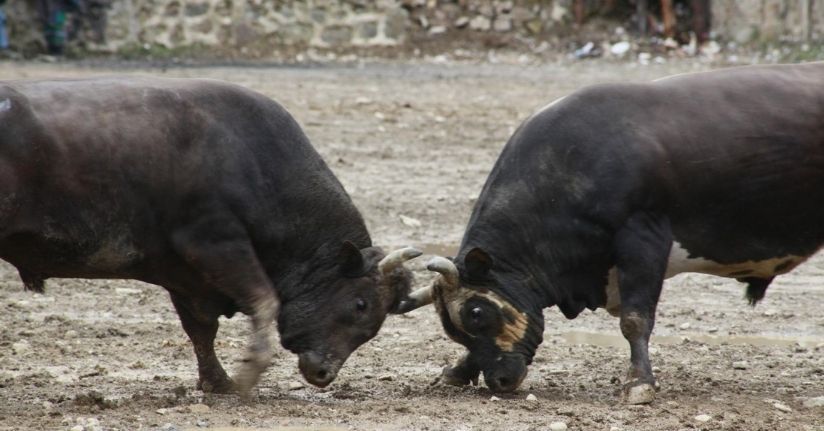 Artvin’de boğa güreşleri ilgiyle izlendi