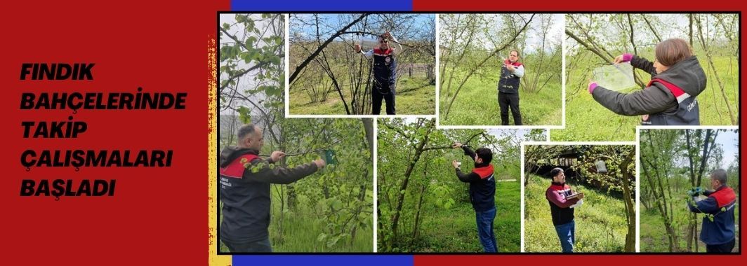 Fındık Bahçelerinde Takip Çalışmaları Başladı