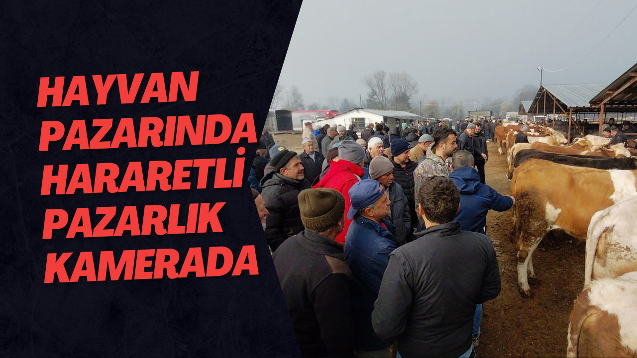 Hayvan Pazarında Hararetli Pazarlık Kamerada