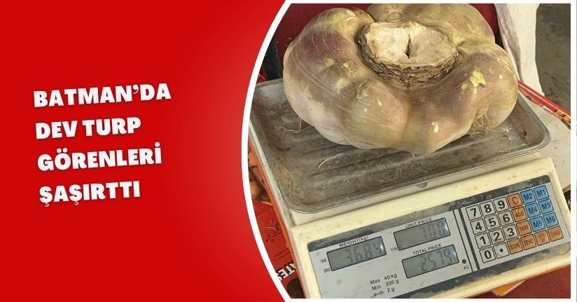 Batman’da dev turp görenleri şaşırttı