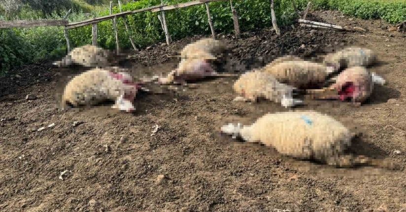 Aydın’da kurt saldırısı vatandaşları tedirgin etti