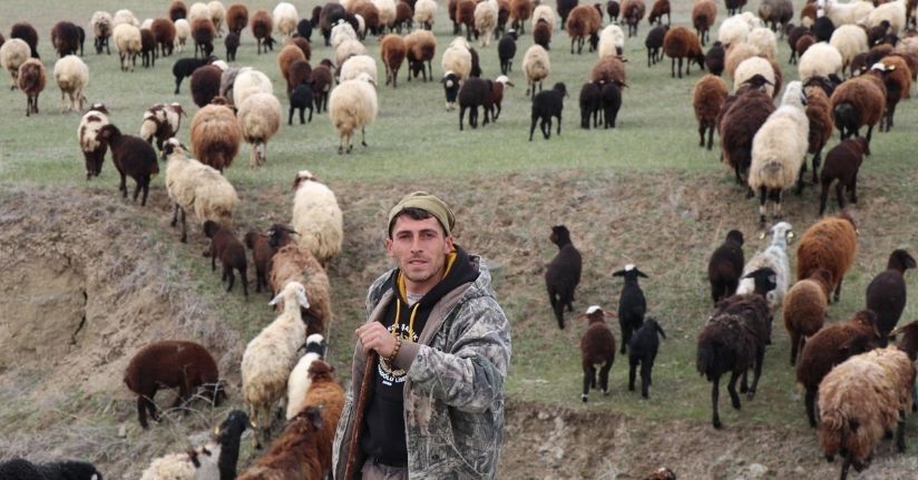 Yeni nesil çoban; dron ile sürüyü 30 saniyede topladı