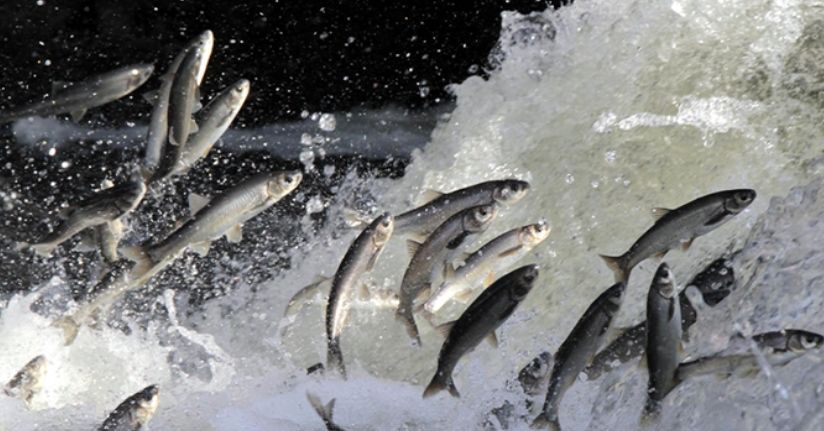 Yağışlar yüz güldürdü, inci kefali üreme sezonuna güçlü giriyor