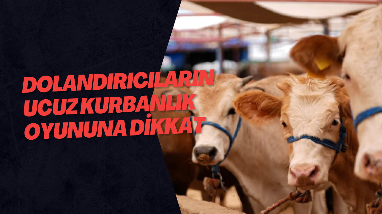 Dolandırıcıların Ucuz Kurbanlık Oyununa Dikkat