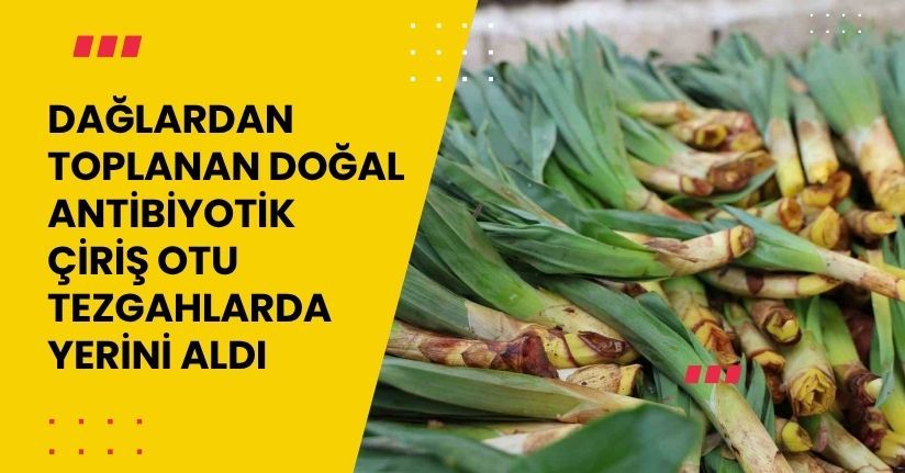 Dağlardan toplanan doğal antibiyotik, tezgahlarda yerini aldı