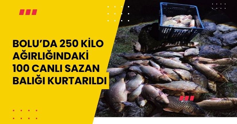 Bolu’da 250 kilo ağırlığındaki 100 canlı sazan balığı kurtarıldı