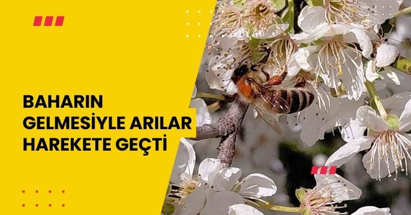 Baharın gelmesiyle arılar harekete geçti