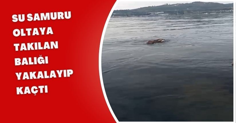  Su samuru oltaya takılan balığı yakalayıp kaçtı