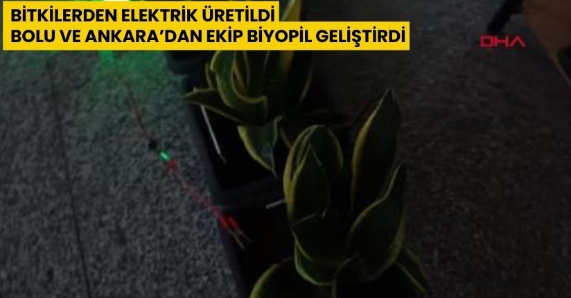 Bitkilerden elektrik üretildi; Bolu ve Ankara’dan ekip biyopil geliştirdi