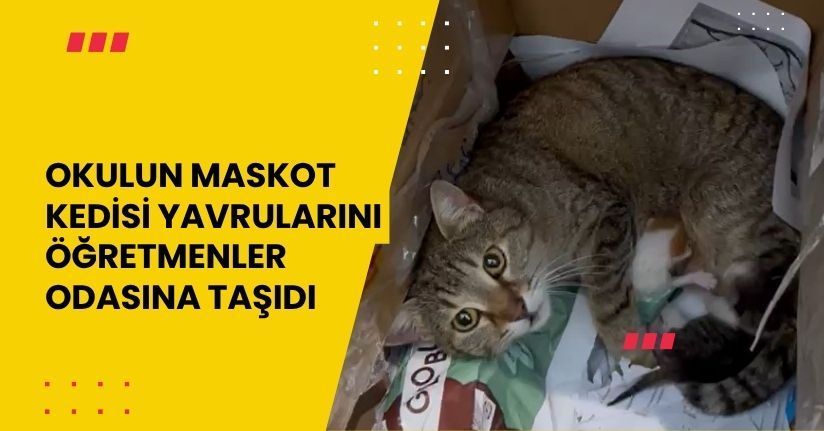 Okulun maskot kedisi yavrularını öğretmenler odasına taşıdı