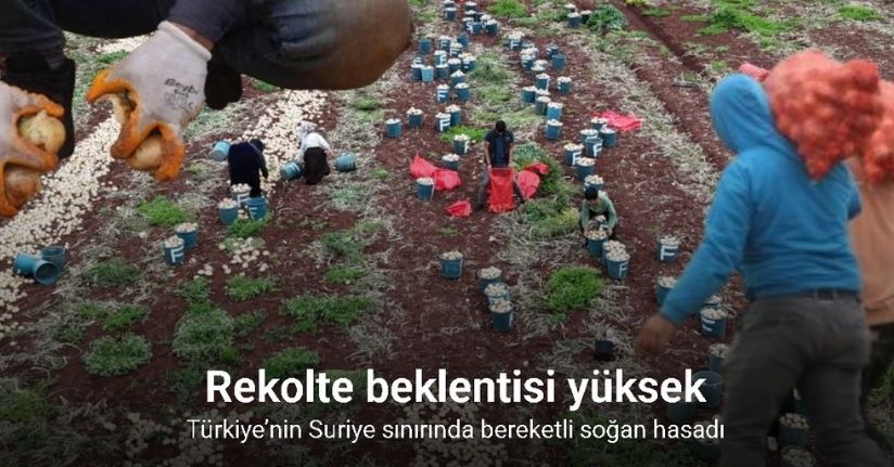 Türkiye’nin Suriye sınırında bereketli soğan hasadı