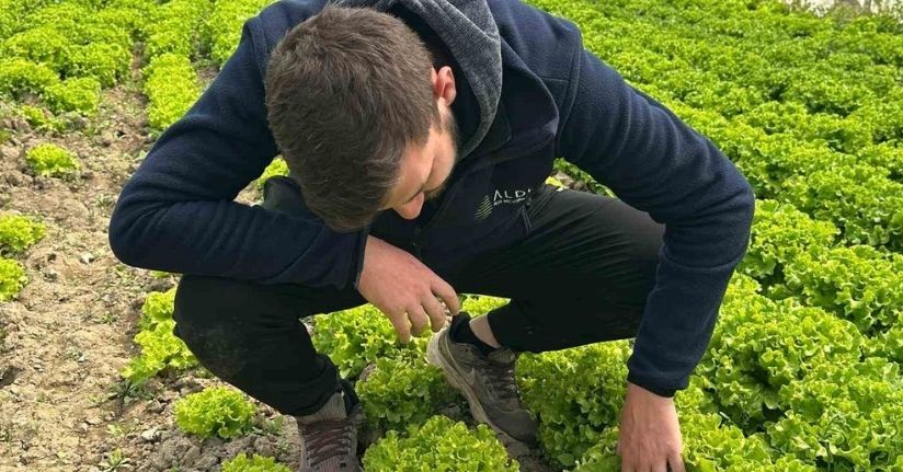 Bu sefer tarladan güzel haber geldi...35 liraya tarladan satılan marul yüzleri güldürdü