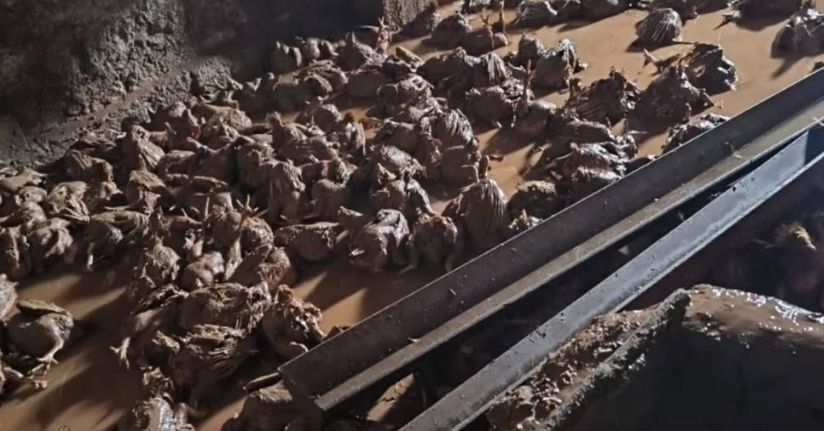 Siirt’te araçlar sel sularında kayboldu, onlarca hayvan telef oldu