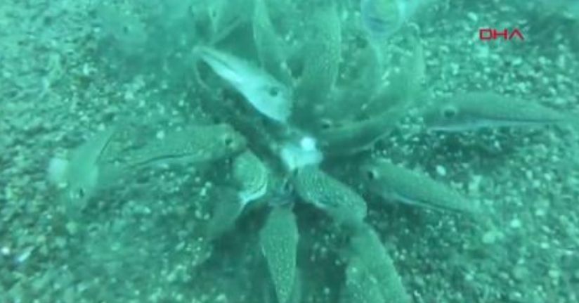  Akdeniz'deki istilacı türler, besin zincirinde çıkmaz yol oluşturuyor