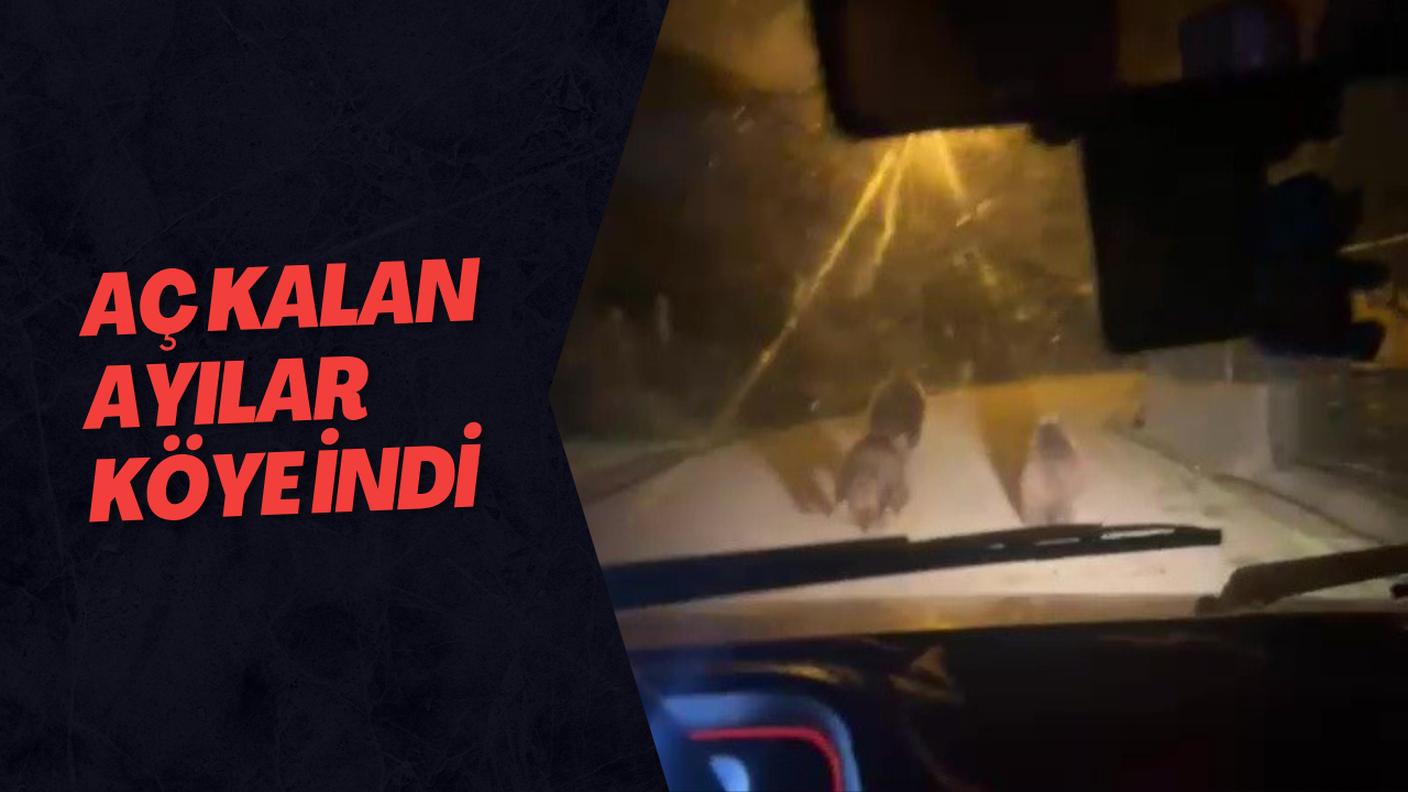 Aç Kalan Ayılar Köye İndi