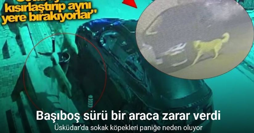 Üsküdar’da sokak köpekleri paniğe neden oldu: Başıboş sürünün bir araca zarar verdiği anlar kamerada