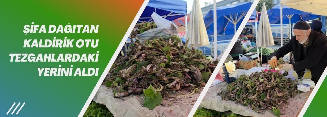 Şifa dağıtan kaldirik otu tezgahlardaki yerini aldı