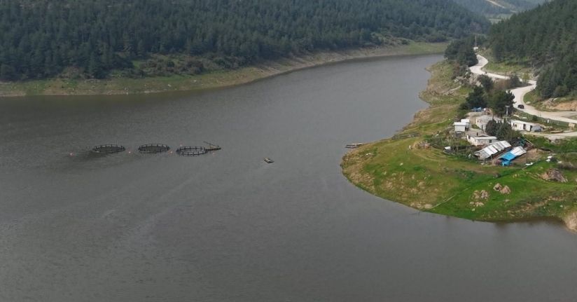 Koyunların otladığı baraj tekrar doldu