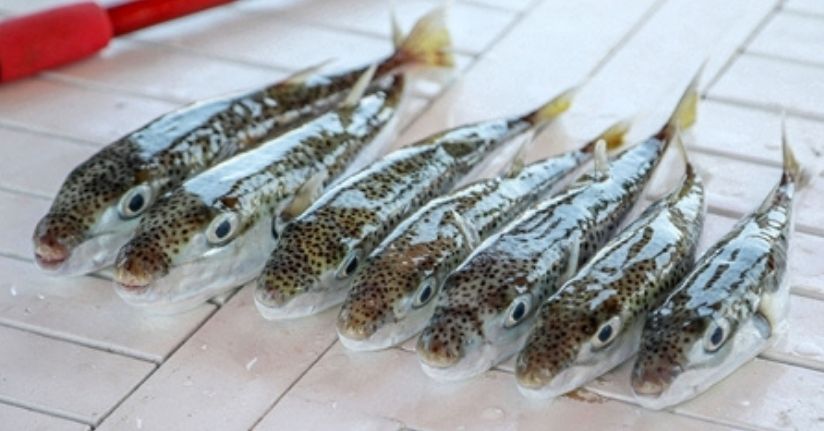  6 yılda 665 bin balon balığı yakalandı, 50 milyon bireyin sisteme girişi önlendi