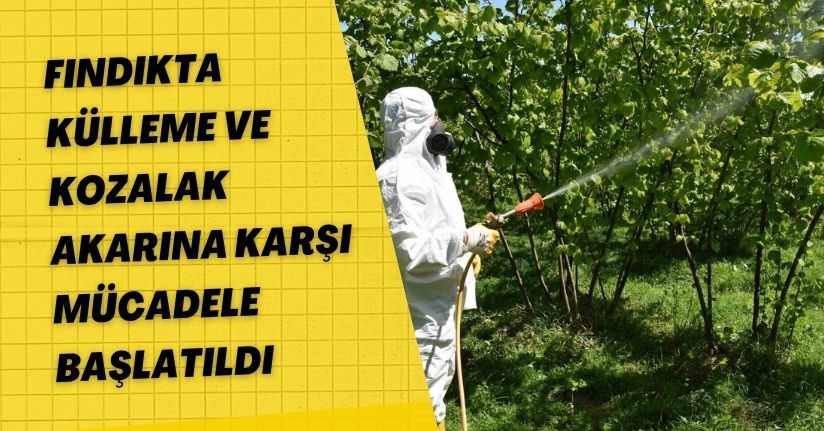 Fındıkta külleme ve kozalak akarına karşı mücadele başlatıldı