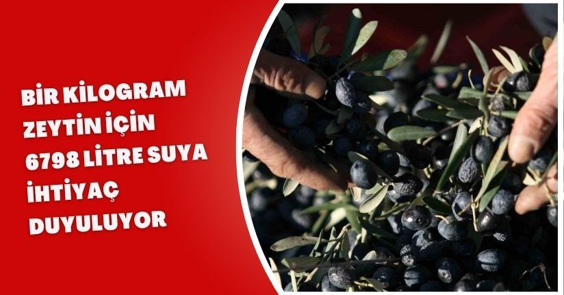 Bir kilogram zeytin için 6798 litre suya ihtiyaç duyuluyor