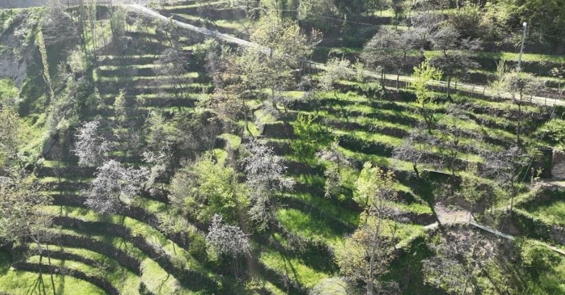 Dik yamaçta 60 yıllık emek, taş duvarlarla kurulan miras