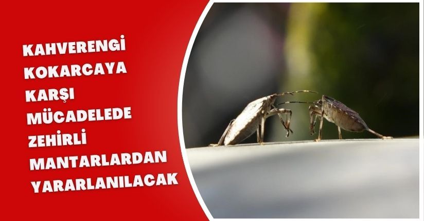 Kahverengi kokarcaya karşı mücadelede zehirli mantarlardan yararlanılacak