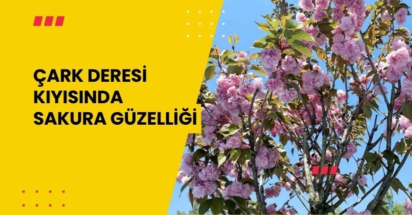 Çark Deresi kıyısında sakura güzelliği