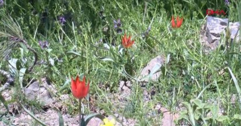 10 gün canlı kalabilen Manisa laleleri açtı, koparmanın cezası 699 bin TL