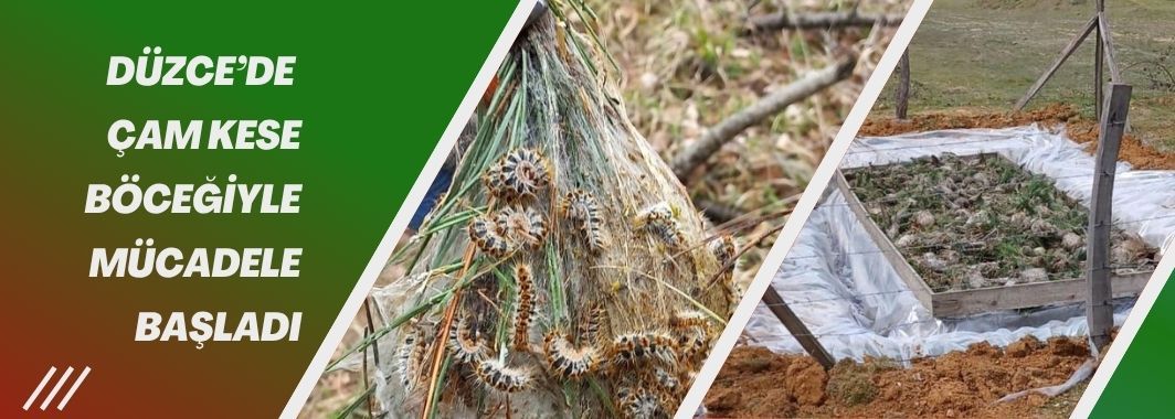 Düzce’de Çam Kese Böceğiyle Mücadele Başladı