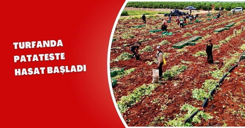 Turfanda patateste hasat başladı