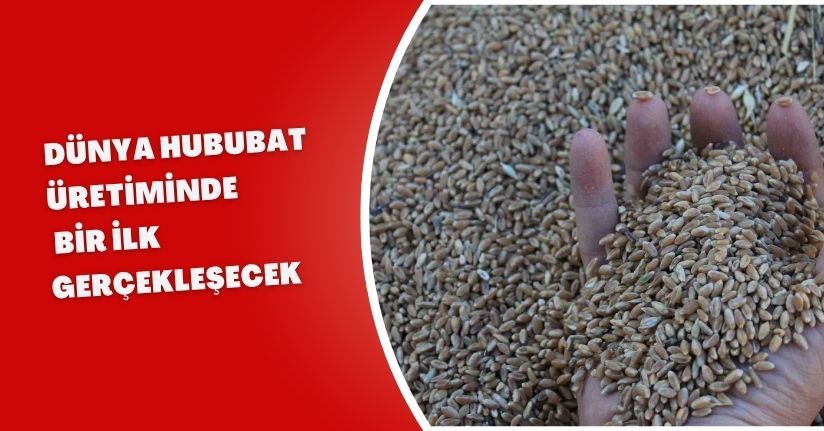 Dünya hububat üretiminde bir ilk gerçekleşecek