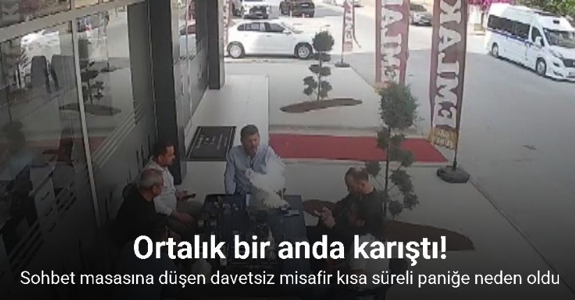 Sohbet masasına düşen davetsiz misafir kısa süreli paniğe neden oldu