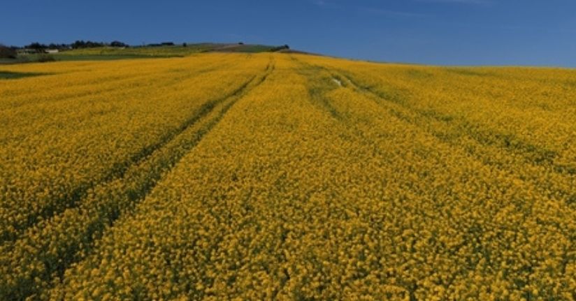İstanbul'da sarıya bürünen kanola tarlaları havadan görüntülendi