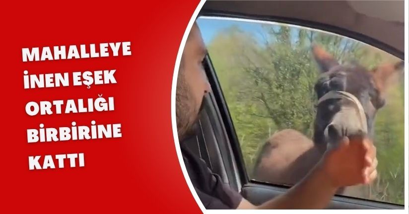 Mahalleye inen eşek ortalığı birbirine kattı