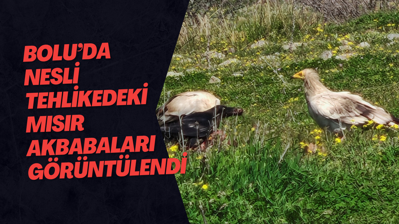 Bolu’da Nesli Tehlikedeki Mısır Akbabaları Görüntülendi